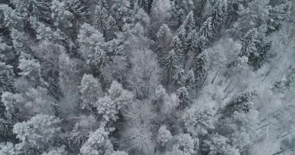 Paisaje invernal con bosque. — Vídeo de stock