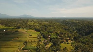 Teras pirinç tarlaları, Bali, Endonezya.
