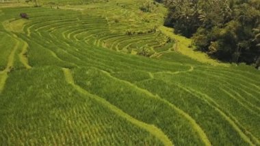 Teras pirinç tarlaları, Bali, Endonezya.