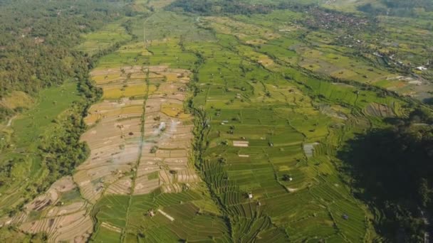 Paisaje con campo de terraza de arroz Bali, Indonesia — Vídeos de Stock