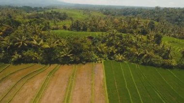 Teras pirinç tarlaları, Bali, Endonezya.