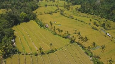 Teras pirinç tarlaları, Bali, Endonezya.