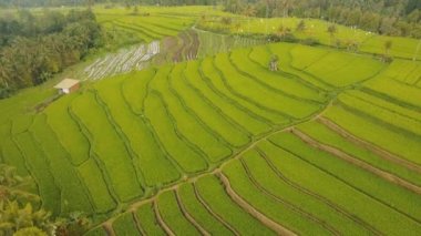 Teras pirinç tarlaları, Bali, Endonezya.