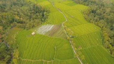 Pirinç tarlalı manzara Bali, Endonezya