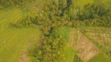 Pirinç tarlalı manzara Bali, Endonezya
