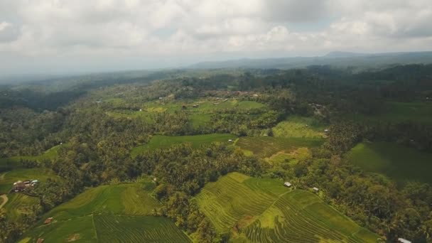 Terrass risfält, Bali, Indonesien. — Stockvideo