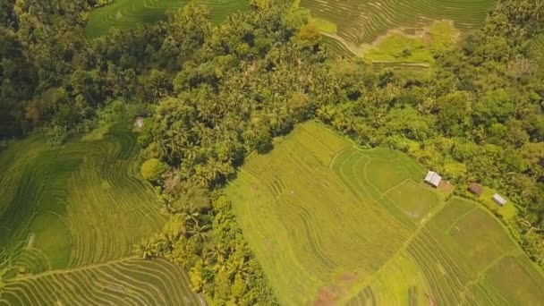 Terrenos arrozales, Bali, Indonesia. — Vídeo de stock