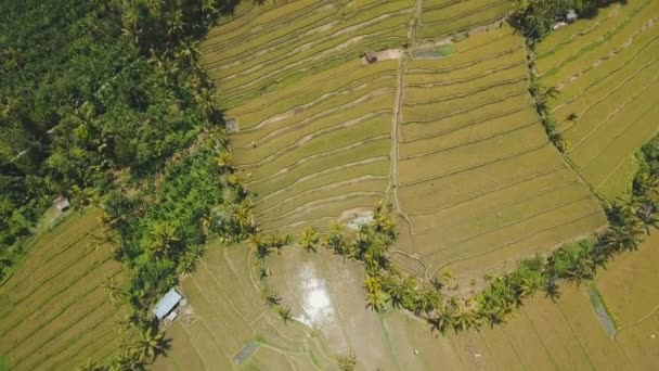 Teras pirinç tarlaları, Bali, Endonezya. — Stok video