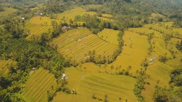 Landskap med risterrass fält Bali, Indonesien — Stockvideo