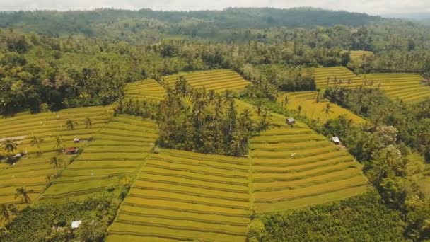 Terras rijstvelden, Bali, Indonesië. — Stockvideo