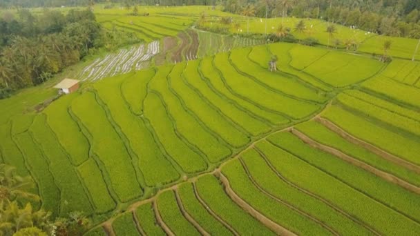 Terras rijstvelden, Bali, Indonesië. — Stockvideo