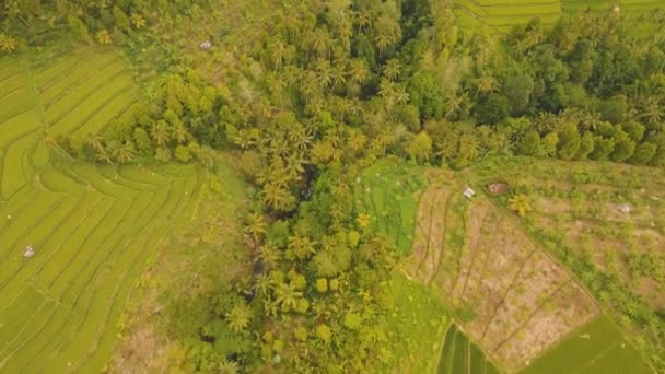 Paysage avec rizière terrasse Bali, Indonésie