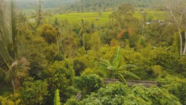 Terasa rýžová pole, Bali, Indonésie. — Stock video