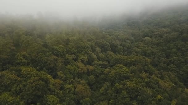 Bulutlardaki yağmur ormanları, Bali, Endonezya. — Stok video