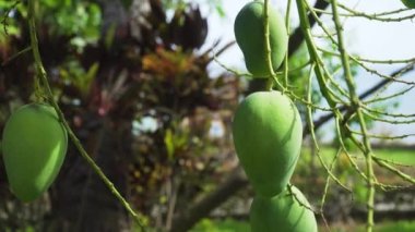 Mango-mango ağacı üzerinde.