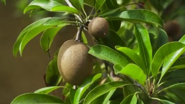 kivi ağacı üzerinde