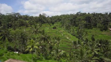 Teras pirinç tarlaları Ubud, Bali, Endonezya.