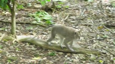 Bali 'deki ormanda maymunlar.