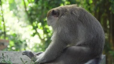 Bali 'deki ormanda maymunlar.