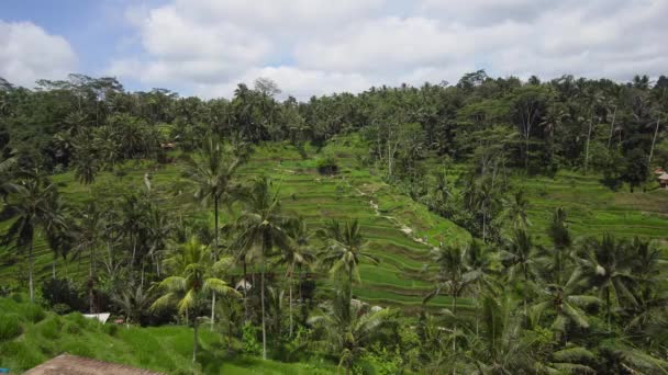 Teras pirinç tarlaları Ubud, Bali, Endonezya. — Stok video
