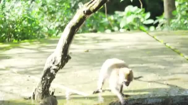 Monos en el bosque de Bali. — Vídeos de Stock