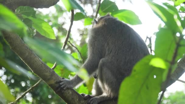 Singes dans la forêt à Bali. — Video