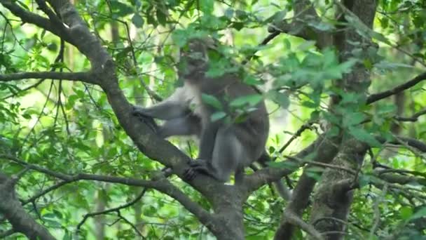 Monkeys in the forest in Bali. — Stock Video
