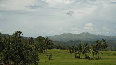 Tropikal orman ile Dağları. Filipinler Bohol Adası.