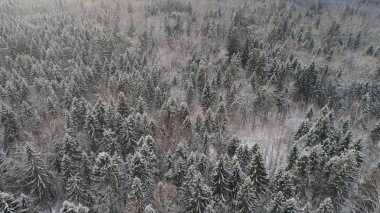 Ormanlı kış manzarası.