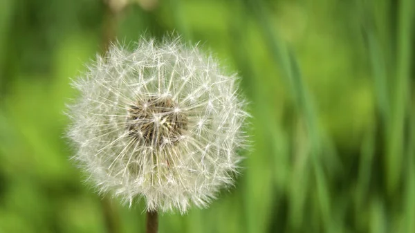 Cabeza de semilla de diente de león . —  Fotos de Stock