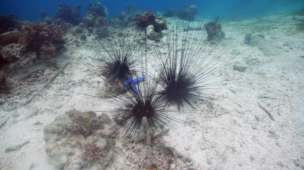 Black sea urchin.