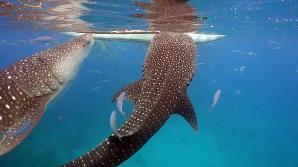 Tiburón ballena en el océano . — Foto de Stock