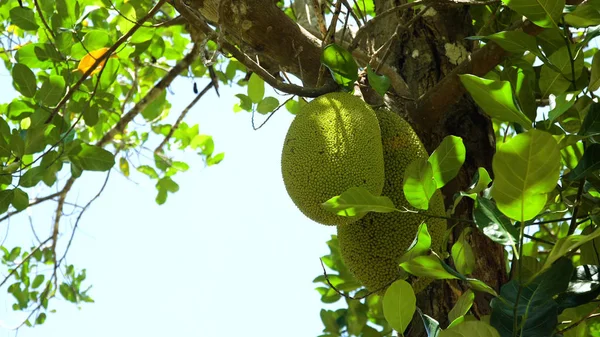 Jackfruit na stromě. — Stock fotografie