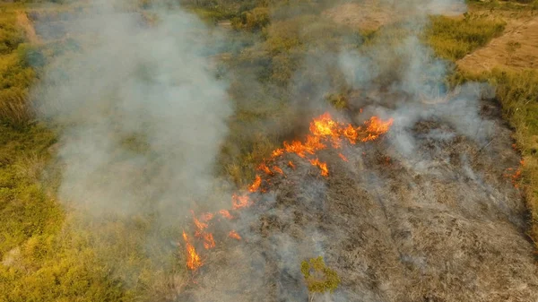 Aerial view Forest fire. Busuanga, Palawan, Philippines.