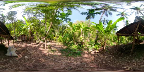 Esőerdők és nagy fák vr360 — Stock videók