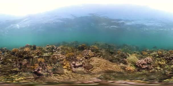 Recifes de coral e peixes tropicais vr360 — Vídeo de Stock