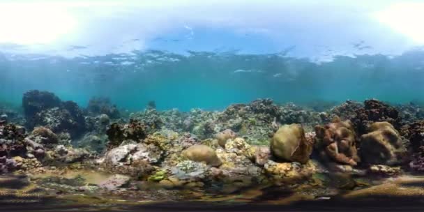 Arrecife de coral y peces tropicales vr360 — Vídeo de stock