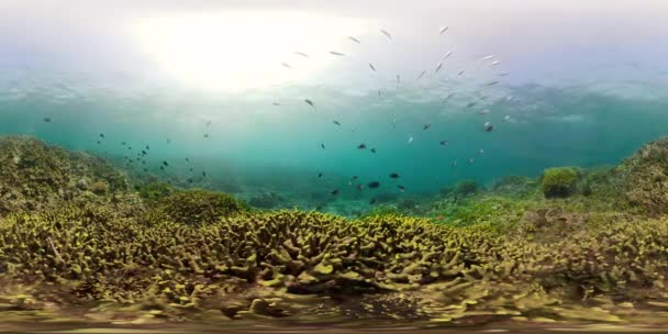 Barriera corallina e pesci tropicali vr360 — Video Stock