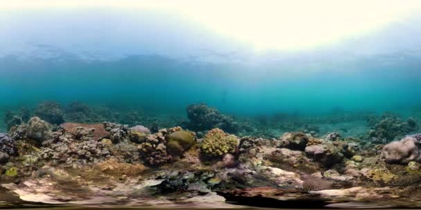 Vr360 Koral rafa i tropikalna ryba — Wideo stockowe