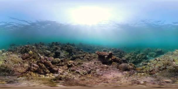 Coral reef and tropical fish vr360 — Stock Video