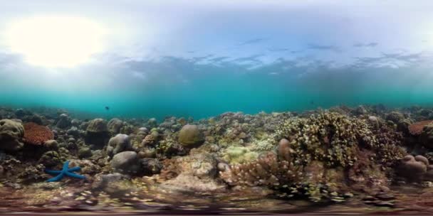 Arrecife de coral y peces tropicales vr360 — Vídeo de stock