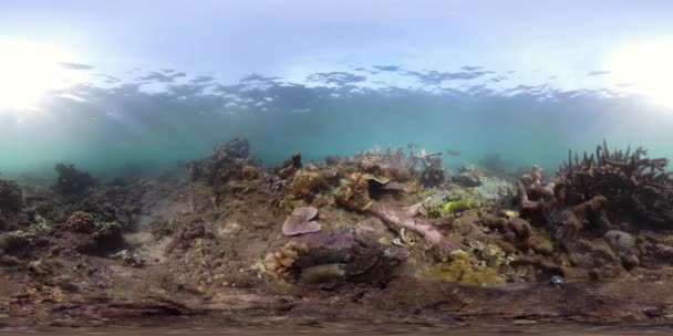 Korallzátonyokat és a trópusi hal vr360 — Stock videók