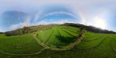 Endonezya vr360 pirinç terasları