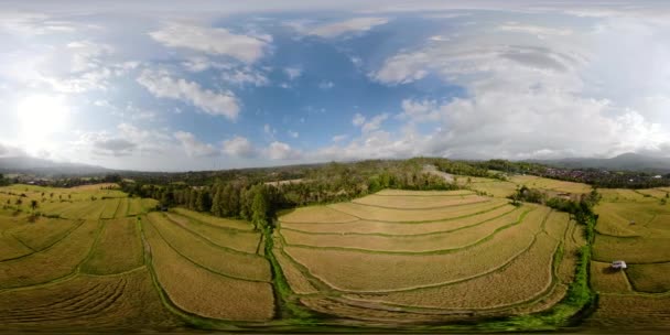 Terrazas de arroz y tierras agrícolas en indonesia vr360 — Vídeo de stock