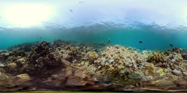 Arrecife de coral y peces tropicales vr360 — Vídeo de stock