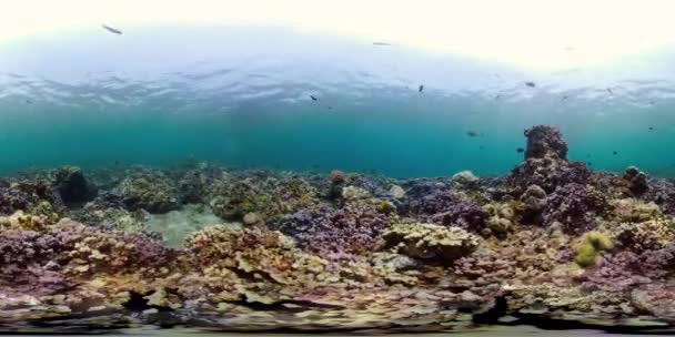 Arrecife de coral y peces tropicales vr360 — Vídeo de stock