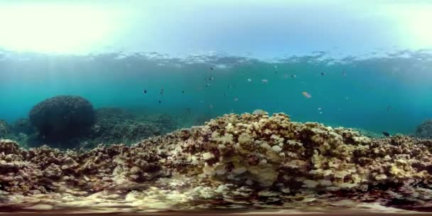 Korálových útesů a tropických ryb vr360 — Stock video