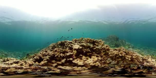 Koraalrif en tropische vissen vr360 — Stockvideo