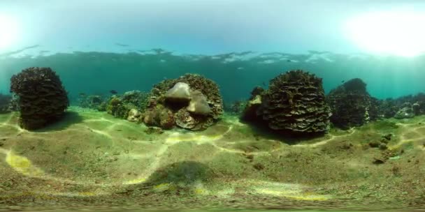 Коралловый риф и тропическая рыба vr360 — стоковое видео