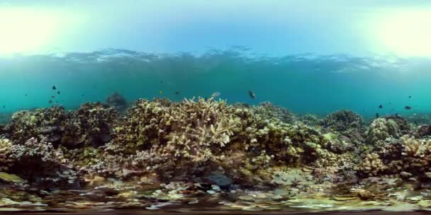 Arrecife de coral y peces tropicales vr360 — Vídeo de stock